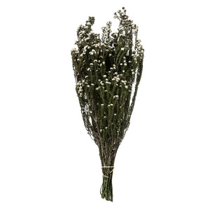 12"-22" 5-6oz Natural White Preserved Phylica 1