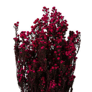 12"-22" 5-6oz Raspberry Preserved Phylica 2
