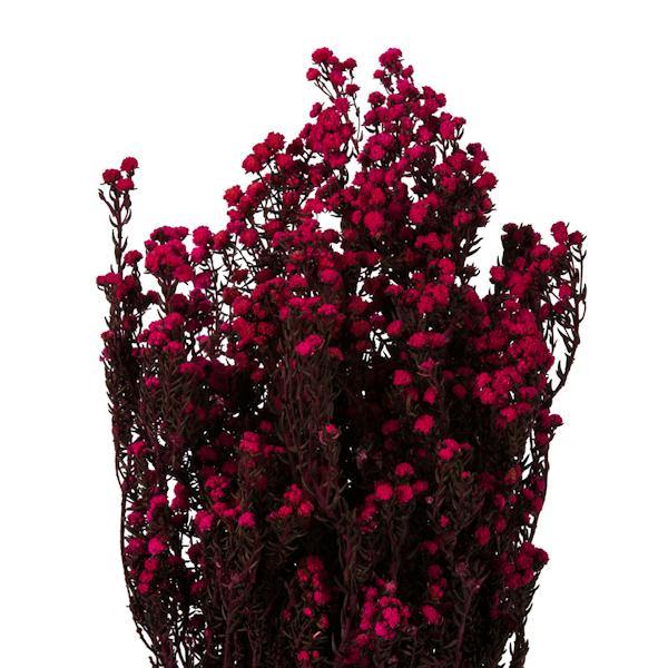 12"-22" 5-6oz Raspberry Preserved Phylica 2
