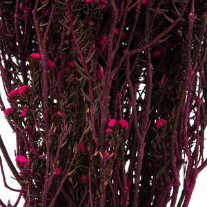 12"-22" 5-6oz Raspberry Preserved Phylica 3
