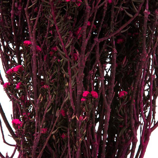 12"-22" 5-6oz Raspberry Preserved Phylica 3