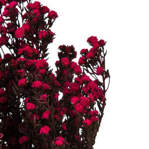 12"-22" 5-6oz Raspberry Preserved Phylica 4