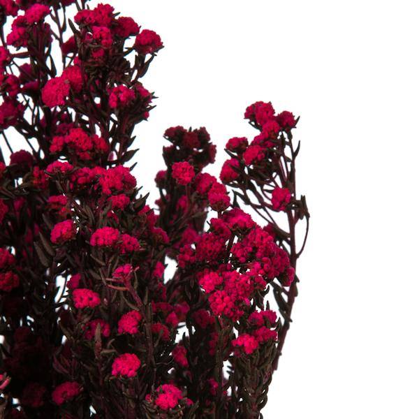 12"-22" 5-6oz Raspberry Preserved Phylica 4