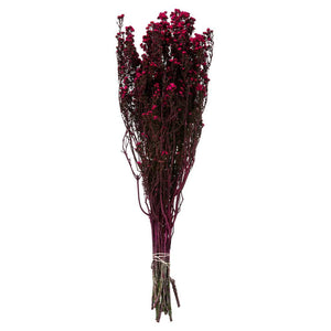 12"-22" 5-6oz Raspberry Preserved Phylica 1