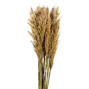 36"-40" 7-8oz Ivory Preserved Plume Reed Bundle 2