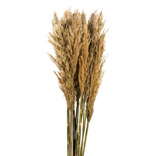 36"-40" 7-8oz Ivory Preserved Plume Reed Bundle 2