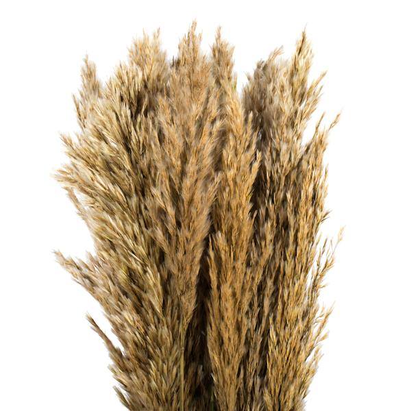 36"-40" 7-8oz Ivory Preserved Plume Reed Bundle 3
