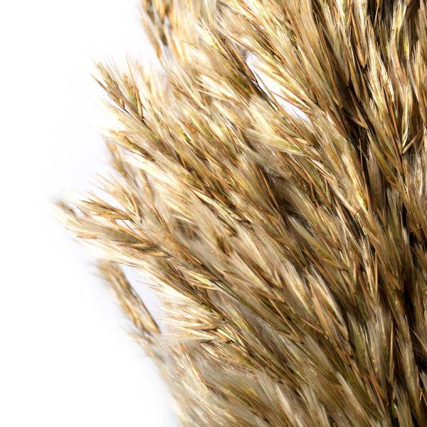 36"-40" 7-8oz Ivory Preserved Plume Reed Bundle 4