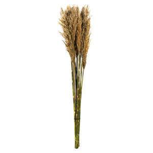 36"-40" 7-8oz Ivory Preserved Plume Reed Bundle 1