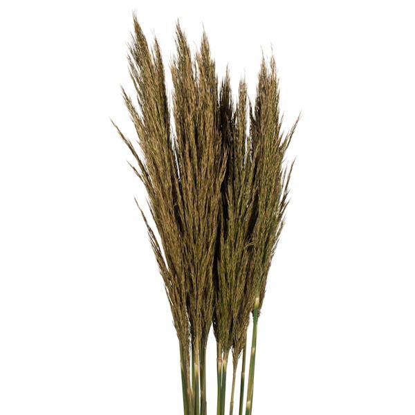 36"-40" 7-8oz Natural Green Preserved Plume Reed Bundle 2