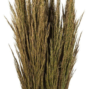 36"-40" 7-8oz Natural Green Preserved Plume Reed Bundle 3