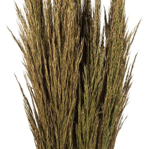 36"-40" 7-8oz Natural Green Preserved Plume Reed Bundle 3