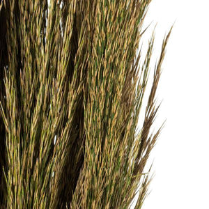 36"-40" 7-8oz Natural Green Preserved Plume Reed Bundle 4