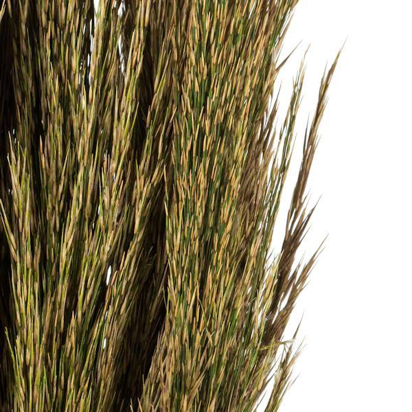 36"-40" 7-8oz Natural Green Preserved Plume Reed Bundle 4