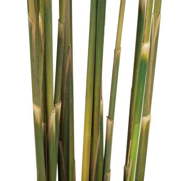 36"-40" 7-8oz Natural Green Preserved Plume Reed Bundle 5