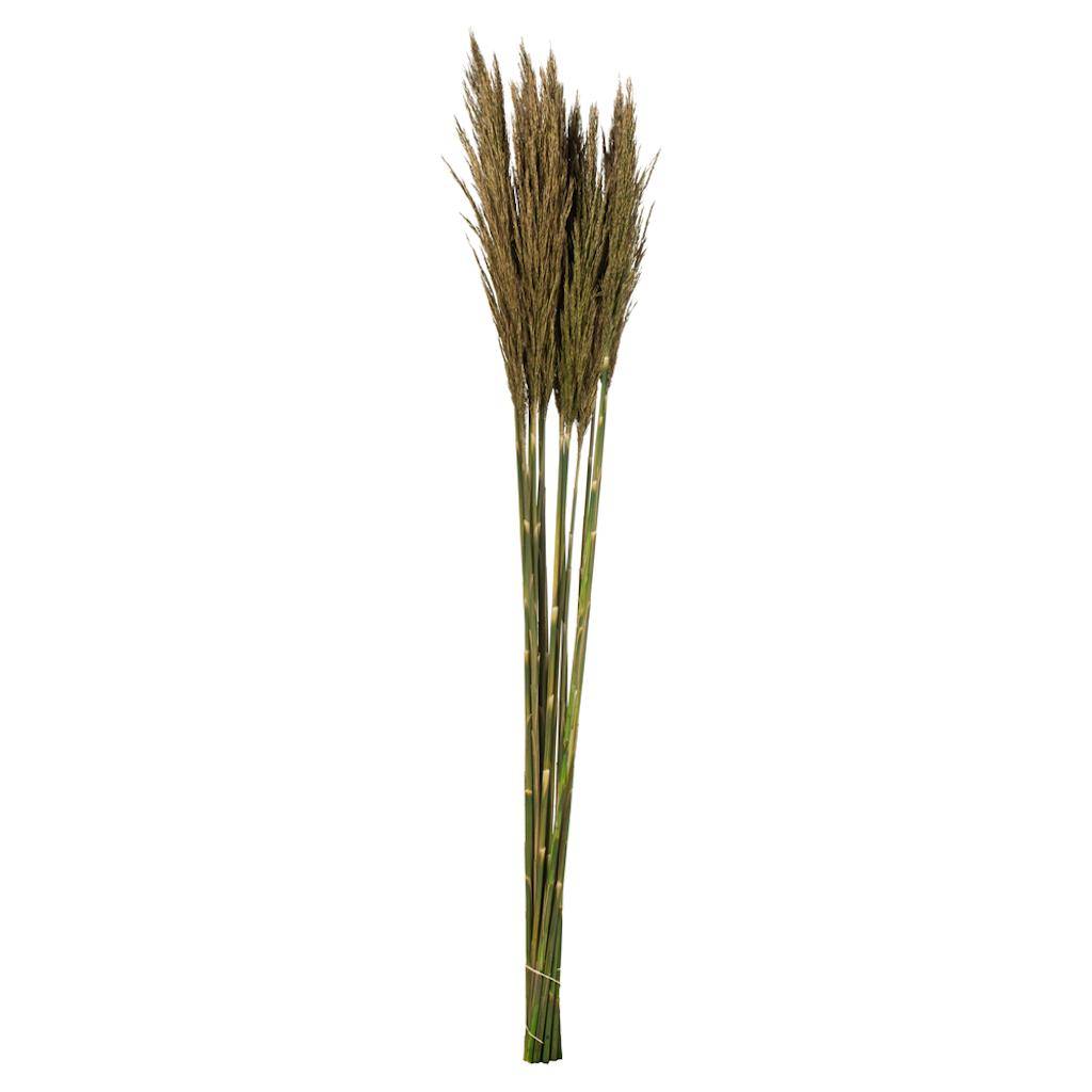 36"-40" 7-8oz Natural Green Preserved Plume Reed Bundle 1