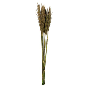 36"-40" 7-8oz Natural Green Preserved Plume Reed Bundle 1
