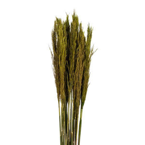 36"-40" 7-8oz Green Preserved Plume Reed Bundle 2