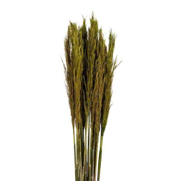 36"-40" 7-8oz Green Preserved Plume Reed Bundle 2