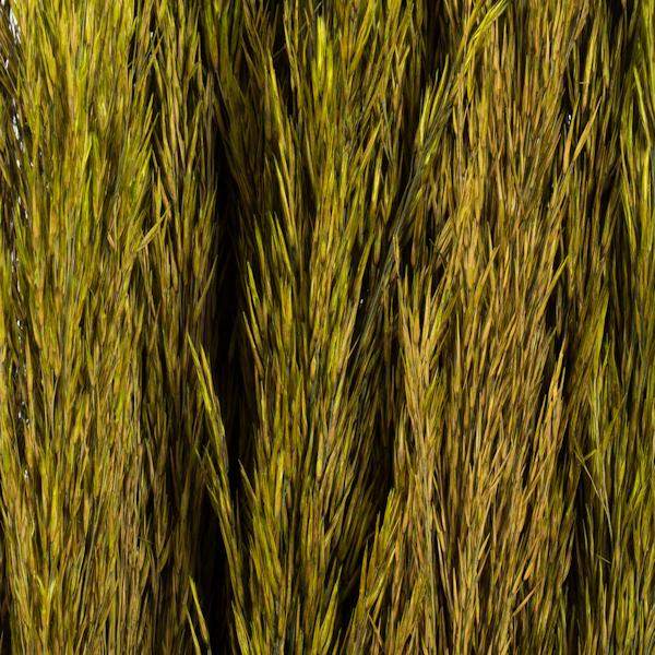 36"-40" 7-8oz Green Preserved Plume Reed Bundle 3