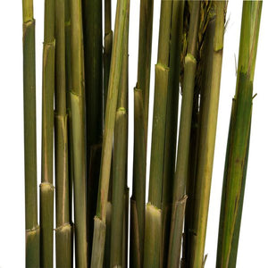 36"-40" 7-8oz Green Preserved Plume Reed Bundle 4