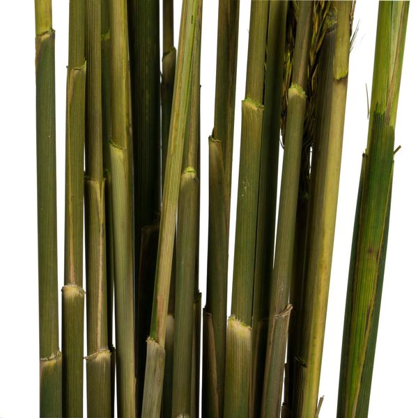 36"-40" 7-8oz Green Preserved Plume Reed Bundle 4