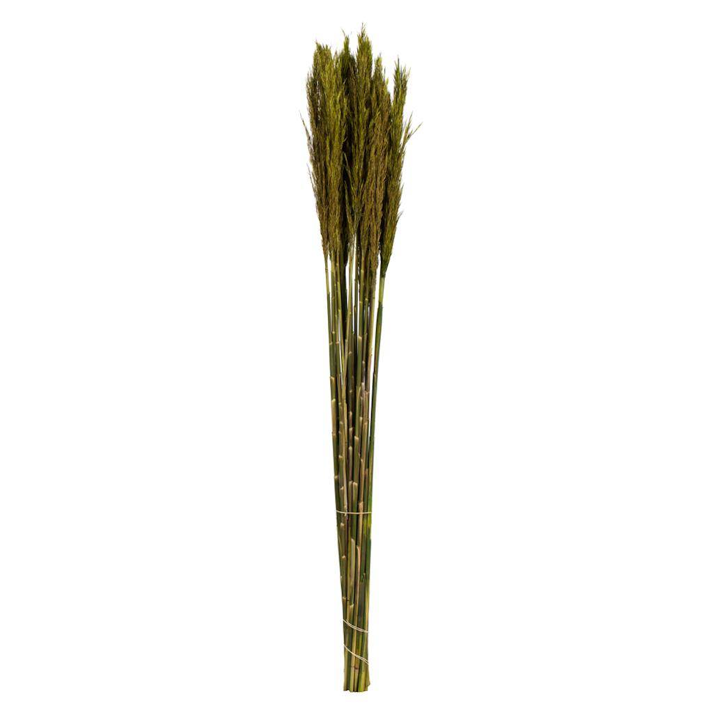 36"-40" 7-8oz Green Preserved Plume Reed Bundle 1