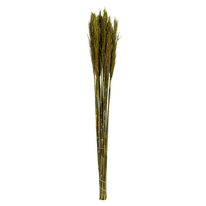 36"-40" 7-8oz Green Preserved Plume Reed Bundle 1
