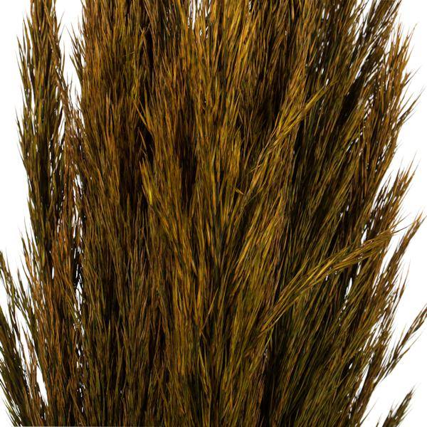 36"-40" 7-8oz Aspen Gold Preserved Plume Reed Bundle 2