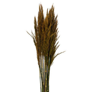 36"-40" 7-8oz Aspen Gold Preserved Plume Reed Bundle 3