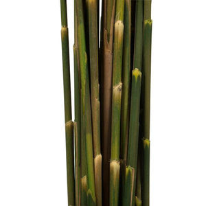 36"-40" 7-8oz Aspen Gold Preserved Plume Reed Bundle 4