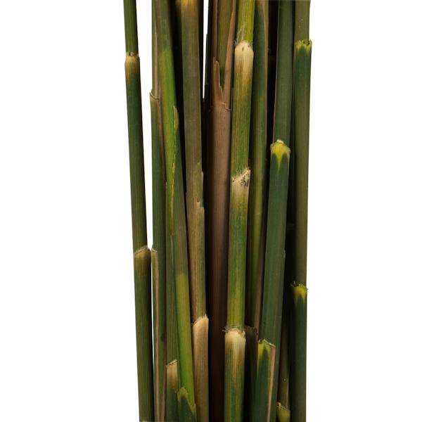 36"-40" 7-8oz Aspen Gold Preserved Plume Reed Bundle 4