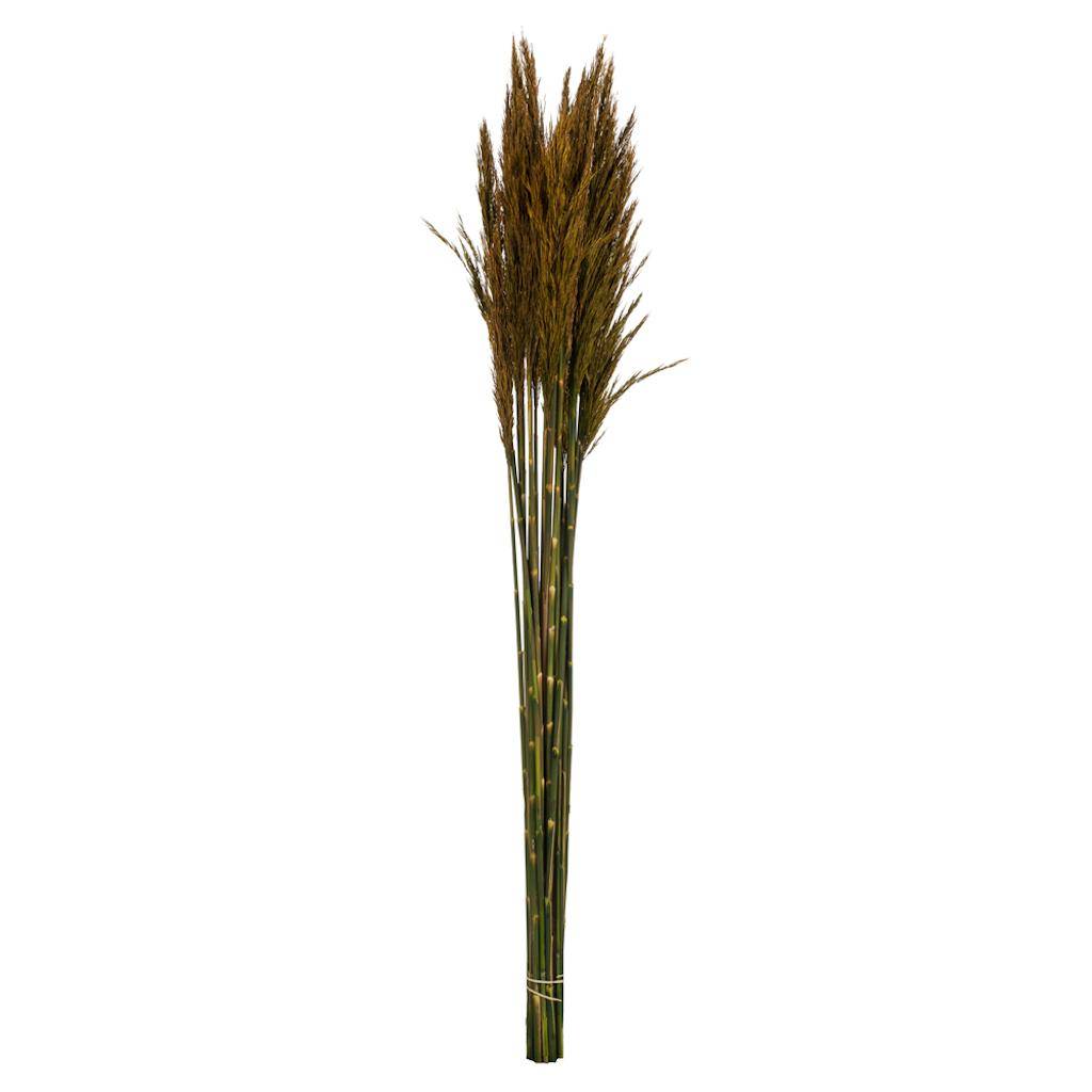 36"-40" 7-8oz Aspen Gold Preserved Plume Reed Bundle 1