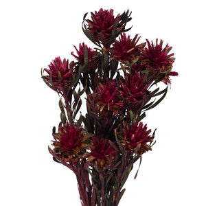 8"-20" Merlot Preserved Plumosum (8 flowers in a bundle) 2