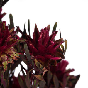 8"-20" Merlot Preserved Plumosum (8 flowers in a bundle) 3