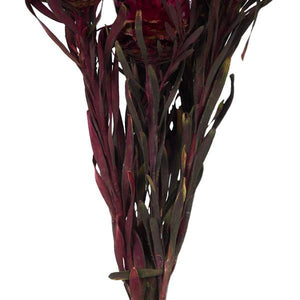 8"-20" Merlot Preserved Plumosum (8 flowers in a bundle) 4