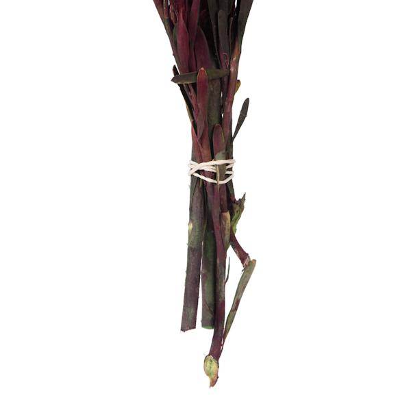 8"-20" Merlot Preserved Plumosum (8 flowers in a bundle) 5
