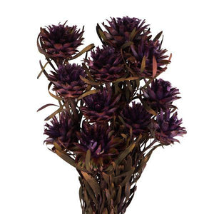 8"-20" Violet Preserved Plumosum (8 flowers in a bundle) 2