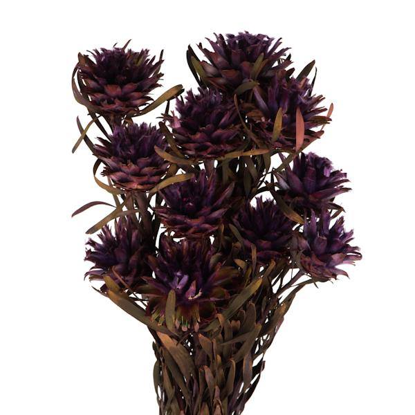 8"-20" Violet Preserved Plumosum (8 flowers in a bundle) 2