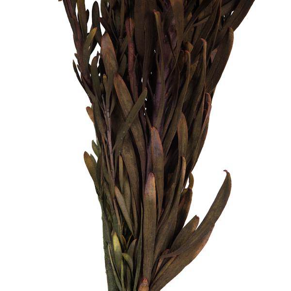 8"-20" Violet Preserved Plumosum (8 flowers in a bundle) 5