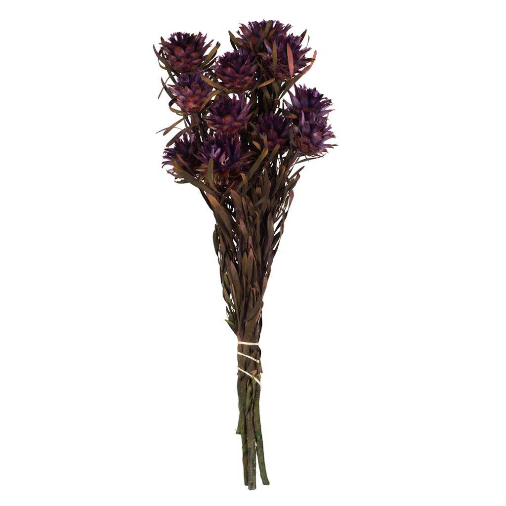 8"-20" Violet Preserved Plumosum (8 flowers in a bundle) 1