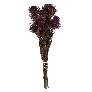 8"-20" Violet Preserved Plumosum (8 flowers in a bundle) 1