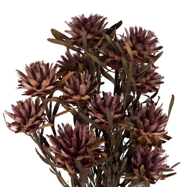 8"-20" Purple Orchid Preserved Plumosum (8 flowers in a bundle) 2