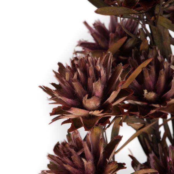 8"-20" Purple Orchid Preserved Plumosum (8 flowers in a bundle) 3