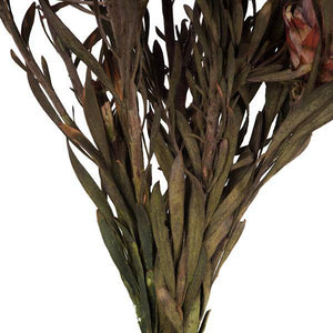 8"-20" Purple Orchid Preserved Plumosum (8 flowers in a bundle) 4