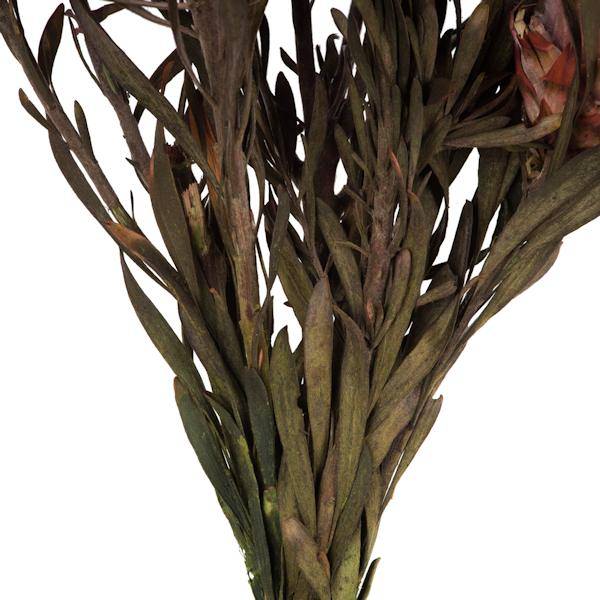 8"-20" Purple Orchid Preserved Plumosum (8 flowers in a bundle) 4