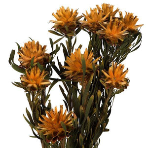 8"-20" Autumn Preserved Plumosum (8 flowers in a bundle) 2
