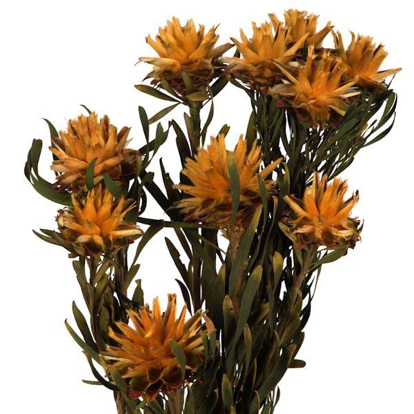 8"-20" Autumn Preserved Plumosum (8 flowers in a bundle) 2
