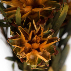 8"-20" Autumn Preserved Plumosum (8 flowers in a bundle) 3