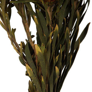 8"-20" Autumn Preserved Plumosum (8 flowers in a bundle) 5